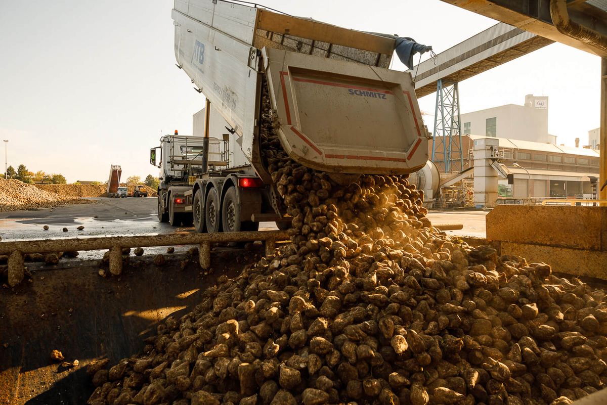 Benne déchargeant des betteraves sucrières sur une aire de réception