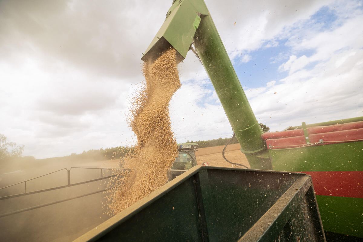Grain versé de la moissonneuse dans une remorque pendant la moisson